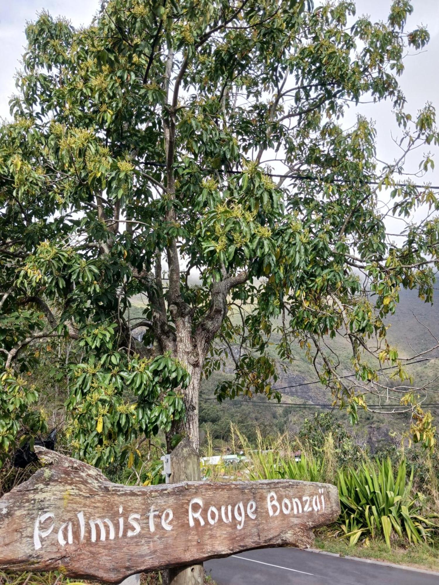 Auberge Du Cap Cilaos Buitenkant foto